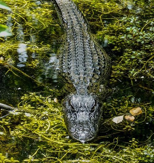Alligator lurking in green swampy water