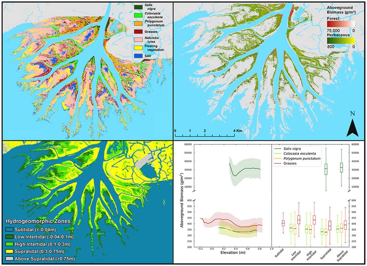 Three maps of classifications (species, aboveground biomass, and hydrogeomorphic zones) over the Wax Lake Delta, and an aboveground biomass chart