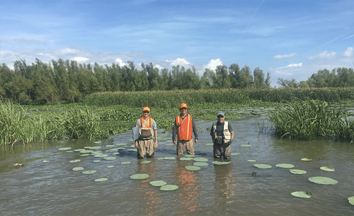 Three researchers stand in knee-deep in marshy water