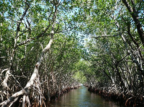 Dozens of mangroves line a stream of water