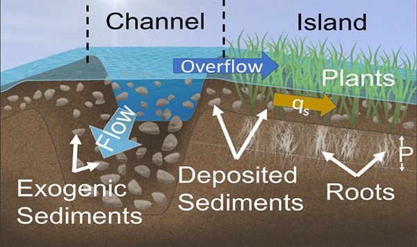 Diagram showing sediments deposited by water and captured by plants