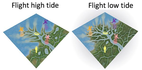 Side by side comparison diagram of delta water channels during high and low tides